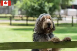 Scopri di più sull'articolo Allevatori di Otterhound e cuccioli in Canada