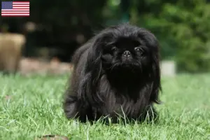 Scopri di più sull'articolo Allevatori di Pechinesi e cuccioli di Pechinese in USA