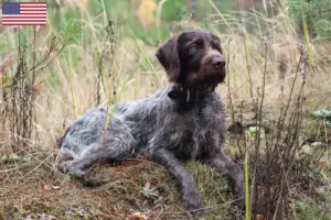 Scopri di più sull'articolo Allevatori di cani e cuccioli di razza German Wirehair negli Stati Uniti d’America
