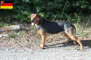 Scopri di più sull'articolo Allevatori di Bracke tirolese e cuccioli in Renania-Palatinato
