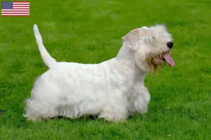 Scopri di più sull'articolo Allevatori di Sealyham Terrier e cuccioli in USA