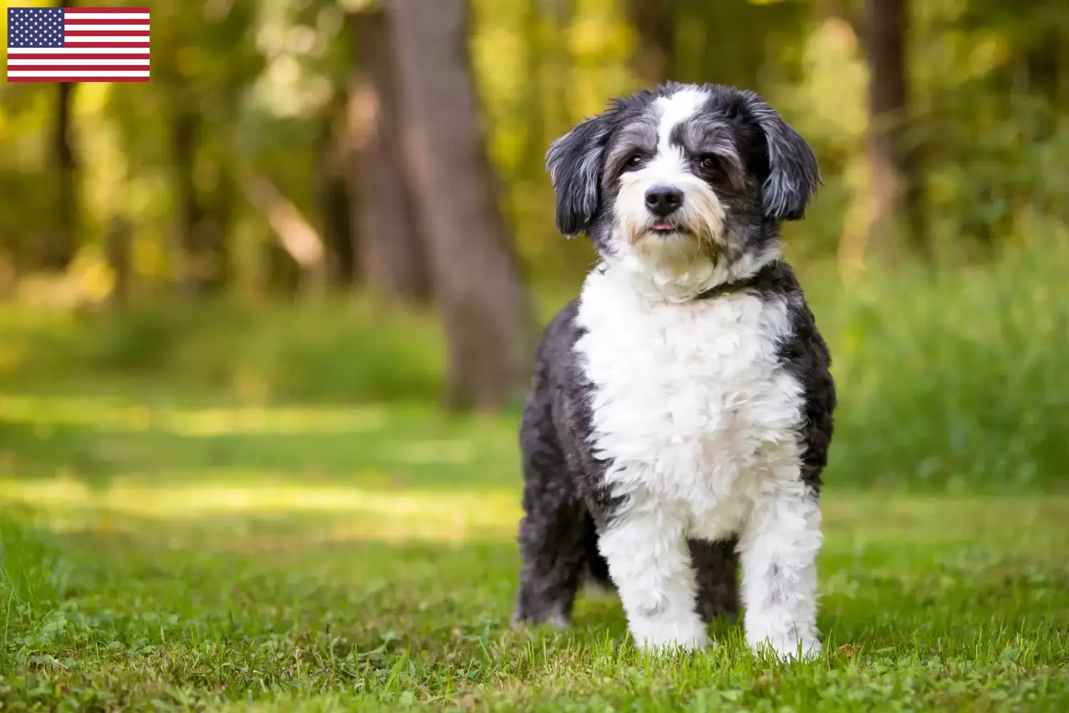 Scopri di più sull'articolo Allevatori di Shih-Poo e cuccioli in USA