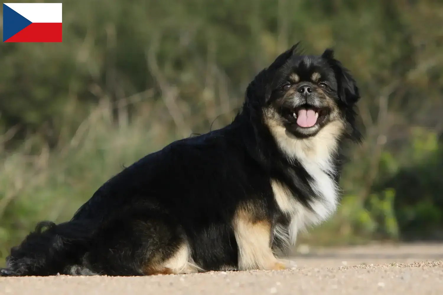 Cuccioli di Tibetan Spaniel e allevatori Repubblica Ceca Qui potete trovare gli allevatori di Spaniel tibetani in Repubblica Ceca.