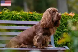 Scopri di più sull'articolo Allevatori di Sussex spaniel e cuccioli in USA