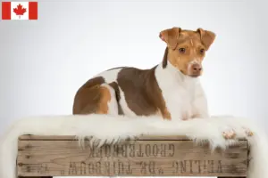 Scopri di più sull'articolo Allevatore di Terrier Brasiliano e cuccioli in Canada