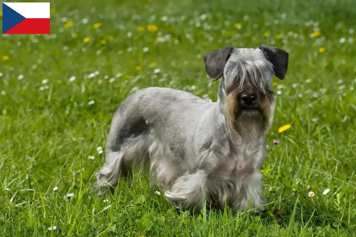 Scopri di più sull'articolo Allevatore di Terrier ceco e cuccioli in Repubblica Ceca