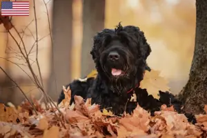 Scopri di più sull'articolo Allevatore di Terrier Nero Russo e cuccioli in USA