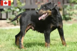 Scopri di più sull'articolo Allevatore di Terrier Tedesco da Caccia e cuccioli in Canada