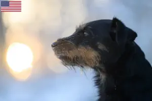 Scopri di più sull'articolo Allevatori di German Hunting Terrier e cuccioli negli Stati Uniti d’America