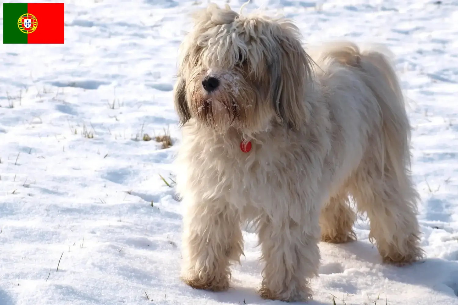 Scopri di più sull'articolo Allevatori di Tibetan Terrier e cuccioli in Portogallo