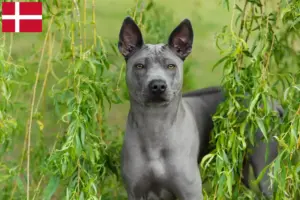 Scopri di più sull'articolo Allevatori di Thai Ridgeback e cuccioli in Danimarca