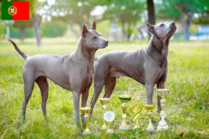 Scopri di più sull'articolo Allevatori e cuccioli di Thai Ridgeback in Portogallo