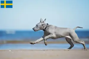 Scopri di più sull'articolo Allevatori di Thai Ridgeback e cuccioli in Svezia