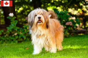 Scopri di più sull'articolo Allevatori di Tibetan Terrier e cuccioli in Canada