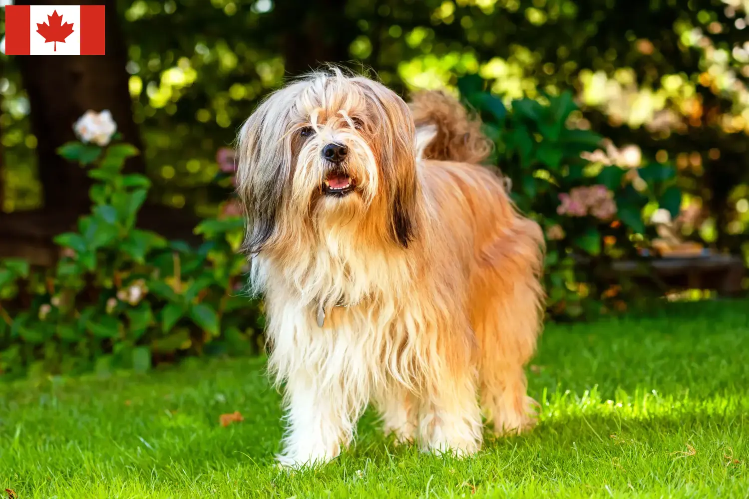 Scopri di più sull'articolo Allevatori di Tibetan Terrier e cuccioli in Canada