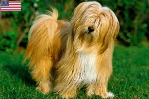 Scopri di più sull'articolo Allevatori e cuccioli di Tibetan Terrier in USA