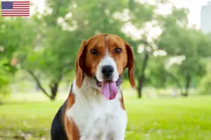 Scopri di più sull'articolo Allevatori di American Foxhound e cuccioli negli Stati Uniti d’America