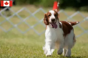 Scopri di più sull'articolo Allevatori di Welsh Springer Spaniel e cuccioli in Canada