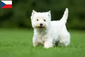 Scopri di più sull'articolo Allevatori di Westie e cuccioli in Repubblica Ceca
