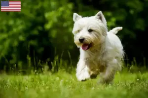 Scopri di più sull'articolo Allevatori di Westie e cuccioli negli Stati Uniti d’America