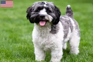 Scopri di più sull'articolo Allevatori di Havapoo e cuccioli in USA