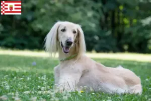 Scopri di più sull'articolo Allevatori di Taigan e cuccioli a Brema