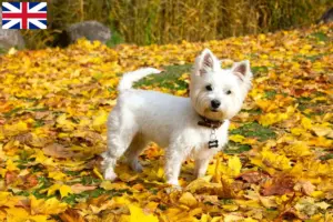 Scopri di più sull'articolo Allevatori di Westie e cuccioli in Gran Bretagna