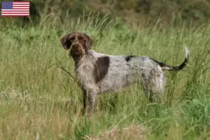Scopri di più sull'articolo Allevatori di Griffoni di Korthals e cuccioli in USA
