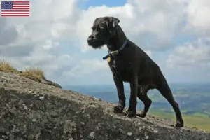 Scopri di più sull'articolo Allevatori di Patterdale Terrier e cuccioli negli Stati Uniti d’America