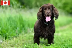 Scopri di più sull'articolo Allevatori di Field Spaniel e cuccioli in Canada