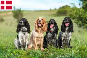 Scopri di più sull'articolo Allevatori di Spaniel russi e cuccioli in Danimarca