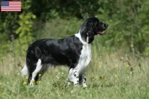 Scopri di più sull'articolo Allevatori di Springer Spaniel Inglese e cuccioli in USA