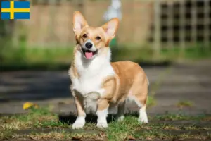Scopri di più sull'articolo Allevatori di Welsh Corgi e cuccioli in Svezia