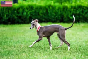 Scopri di più sull'articolo Allevatori di cagnolini italiani e cuccioli negli Stati Uniti d’America