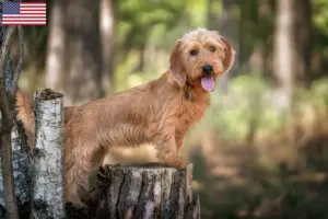 Scopri di più sull'articolo Allevatori di Basset fauve de Bretagne e cuccioli in USA
