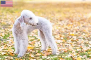 Scopri di più sull'articolo Allevatori di Bedlington Terrier e cuccioli negli Stati Uniti d’America