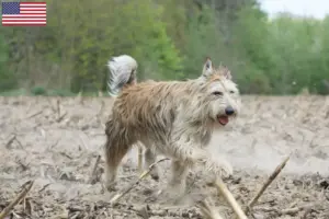 Scopri di più sull'articolo Allevatori di Berger de Picardie e cuccioli in USA