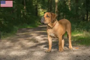 Scopri di più sull'articolo Allevatori di Boerboel e cuccioli negli USA