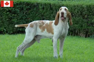 Scopri di più sull'articolo Allevatori di Bracco Italiano e cuccioli in Canada