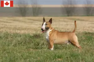 Scopri di più sull'articolo Allevatori di Bull Terrier e cuccioli in Canada