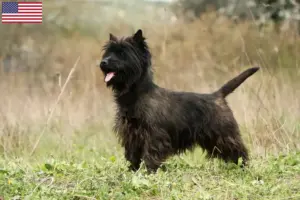 Scopri di più sull'articolo Allevatori di Cairn Terrier e cuccioli in USA