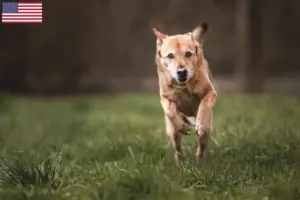 Scopri di più sull'articolo Allevatori di cani e cuccioli di Canaan in USA