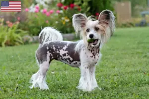 Scopri di più sull'articolo Allevatori di cani Chinese Crested e cuccioli in USA
