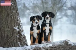 Scopri di più sull'articolo Allevatori di cani da montagna Entlebuch e cuccioli in USA