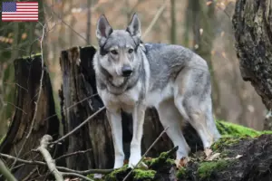 Scopri di più sull'articolo Allevatore di cani lupo cecoslovacchi e cuccioli negli USA