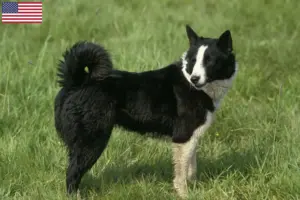 Scopri di più sull'articolo Allevatori di cani e cuccioli di orso careliano negli Stati Uniti d’America