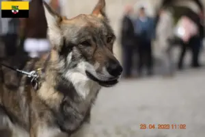 Scopri di più sull'articolo Allevatori di cani da compagnia Sylvan e cuccioli in Sassonia-Anhalt