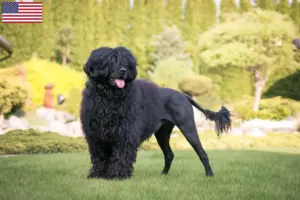 Scopri di più sull'articolo Allevatori di Cão de Agua português e cuccioli in USA