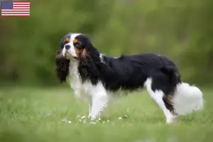 Scopri di più sull'articolo Allevatori di Cavalier King Charles Spaniel e cuccioli negli Stati Uniti d’America