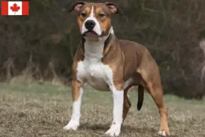 Scopri di più sull'articolo Allevatori e cuccioli di American Staffordshire Terrier in Canada